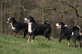 BOUVIER D'APPENZELL 062